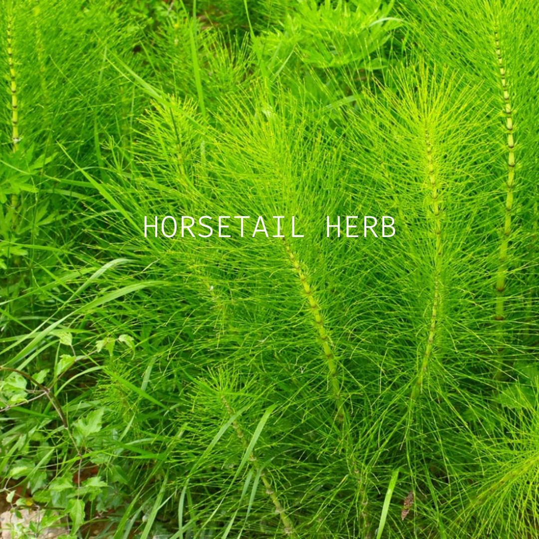 Horsetail Travel Wash Bar