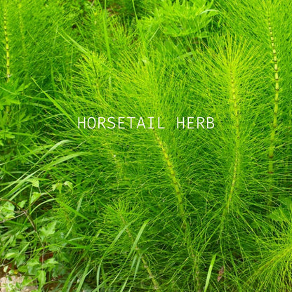 Horsetail Travel Wash Bar